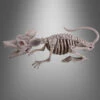 Große Ratte Skelett Mit LED Augen 38cm